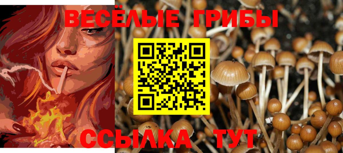 даркнет сайт  Вход с VPN  Соль-Илецк  Псилоцибиновые грибы Psilocybe 